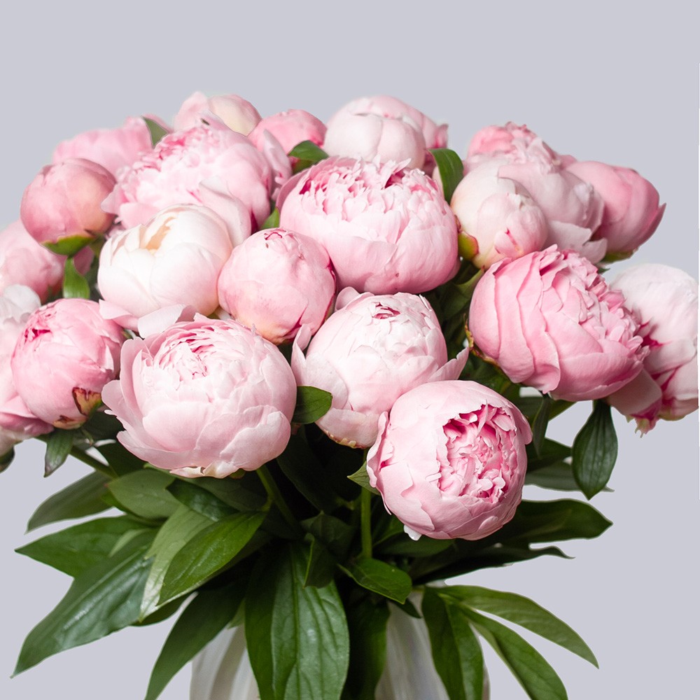 Пион нежно-розовый - купить цветы в Санкт Петербурге