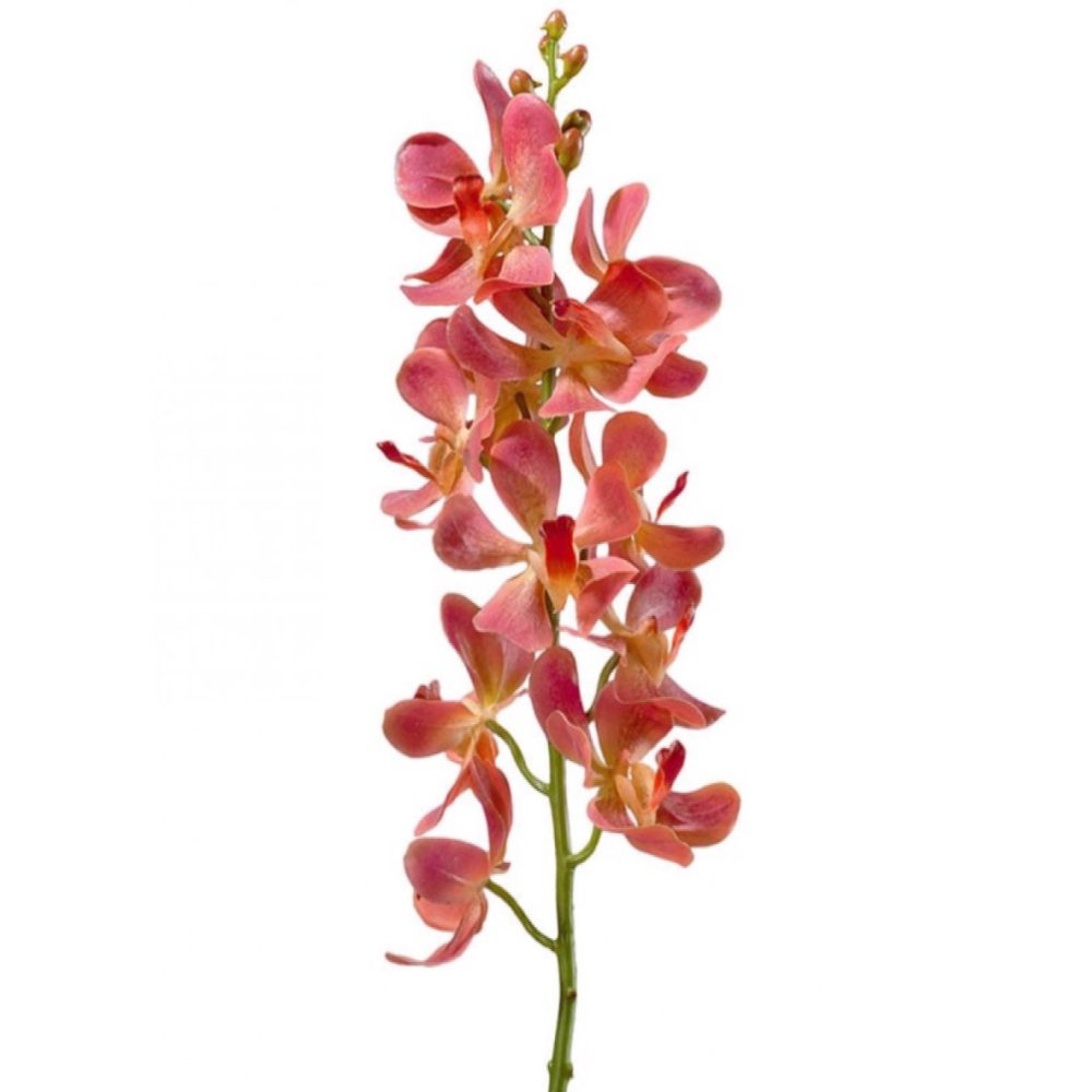 Орхидея Дендробиум - купить цветы в Санкт Петербурге