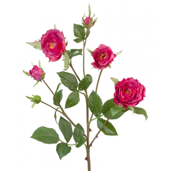 Кустовая роза Вайлд ветвь - купить цветы в Санкт Петербурге