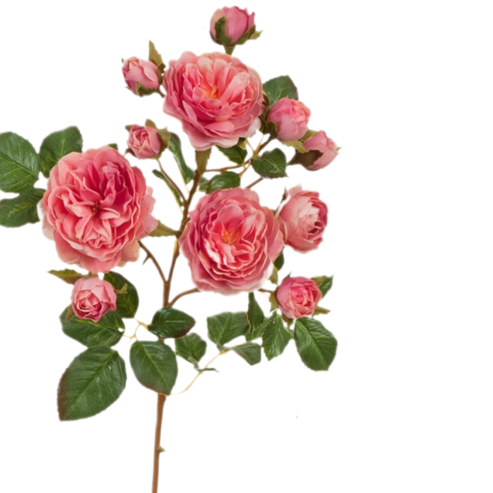Роза кустовая Дэвид Остин розовая - купить цветы в Санкт Петербурге