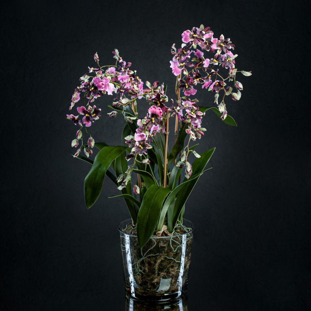 Орхидея Онцидиум в стекле - купить цветы в Санкт Петербурге
